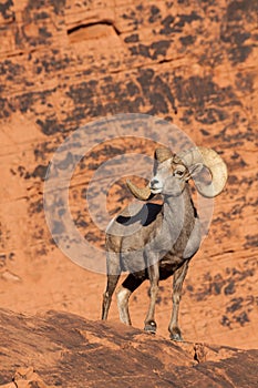 Full curl Desert Bighorn Sheep Ram