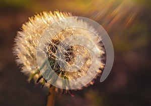 A full dandelion, soft and bright caught in sun rays captured via an attractive lens flare