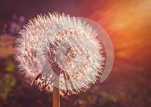 A full dandelion, soft and bright caught in sun rays captured via an attractive lens flare at sunset