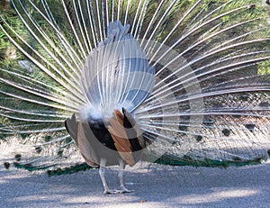Full display of a peacock from behind