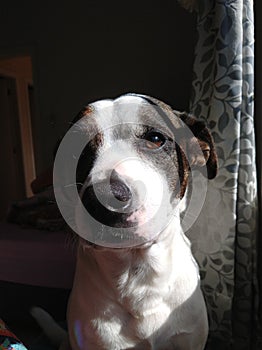 Full dog in his sunbath