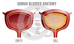 Bladder Anatomy scheme photo