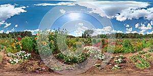 Amazing landscape with blue sky colorful flowers white clouds sun grass summer 3D spherical panorama with 360 degree viewing angl