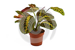 Full exotic `Maranta Leuconeura Fascinator` plant isolated on white background