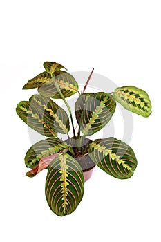 Full exotic `Maranta Leuconeura Fascinator` plant on white background