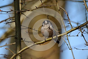 Full face image of longtailed titmouse