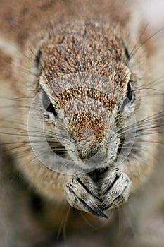 Full face portrait of Cape Ground Squirrel Xerus inauris in Etosha National Park Namibia