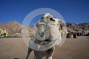 Full Face Smiling Camel