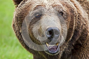 Full face view closeup grizzly brown bear teeth