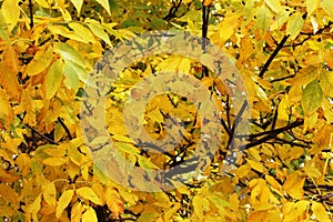 Full fall yellow foliage - Ash trees