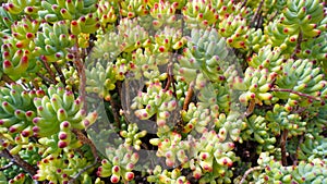 Desertic plant, ice plant photo