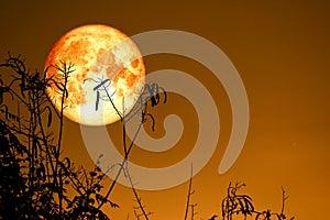 Full Fish Moon back on silhouette dry branch tree on night sky