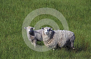 Full fleece ewe sheep with lamb in long green grass, New Zealand