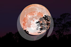 Full flower Moon back silhouette dry branch tree