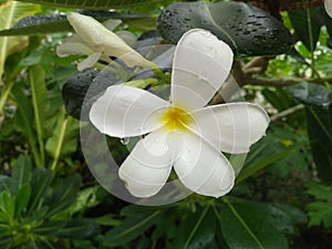 The full flowers are full of raindrops.