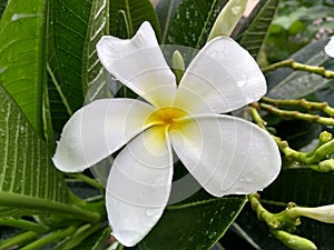 The full flowers are full of raindrops.