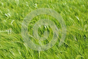 Full fram closup field with young green common wheat triticum aestivum, details of leaves and bright light of sunshine