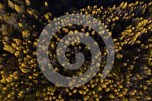 Full frame aerial view of yellow birch tree forest canopy