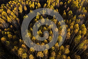 Full frame aerial view of yellow birch tree forest canopy