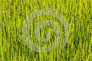 Full frame backgound of rice in a paddy. Shallow depth of field