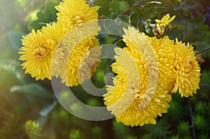 Full frame background of bright yellow flower garden chrysanthemums in autumn.