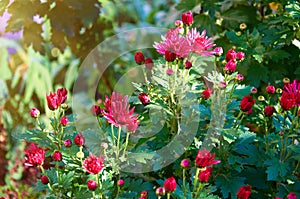 Full frame background bush of pink garden chrysanthemums in autumn.