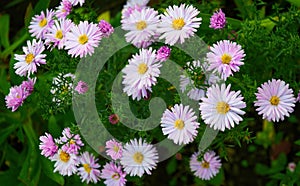 Full frame background bush of pink and purple garden chrysanthemums in autumn.