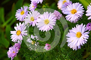 Full frame background bush of pink and purple garden chrysanthemums in autumn