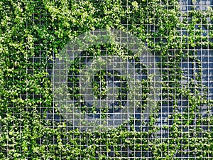 Background of Fresh Green Climbing Plants on Metal Wire Mesh Fence photo