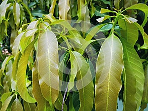 Full Frame Background of Fresh Mango Leaves