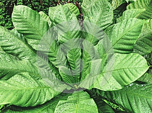 Full Frame Background of Green Plant with Rain Droplets