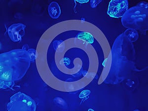 Background of Group of Jellyfish in Sea Water with Blue Lighting