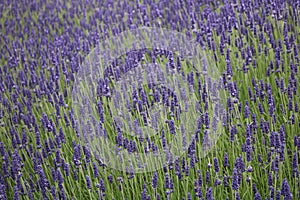 Full frame background image of beautiful lavender field with green foliage