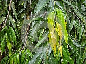 Background of Polyalthia Longifolia Tree
