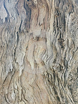 Full frame background of textured gnarled tree trunk with copyspace