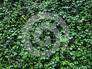 Background of Wet Green Climbing Plants on Wire Mesh Wall