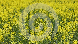 full-frame background of yellow rapseed field swaying on wind at daylight