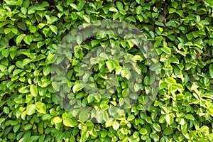 full frame Banyan Tree or Ficus annulata background and texture photo