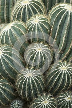 Full-frame barrel cactus plants photo