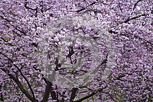 Full frame of beautiful spring tree of wild cherry in blossom