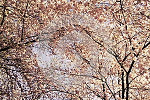 Full frame of beautiful spring tree of wild cherry in blossom