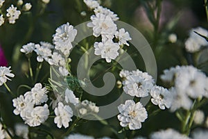 Full frame blooming gypsophila. Green locusts sit on flowers.