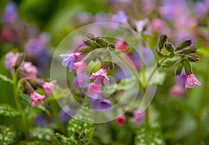 Full frame of bright colors of pulmonaria as a backdrop photo