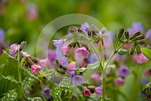 Full frame of bright colors of pulmonaria as a backdrop photo