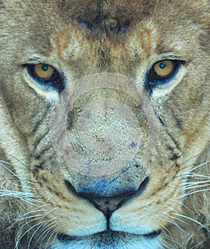 Full frame close up african male lion eyes looking, south africa