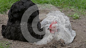 Full frame close up as small black and grey hens push each other