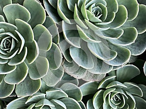 Full frame close up of four succulent plants