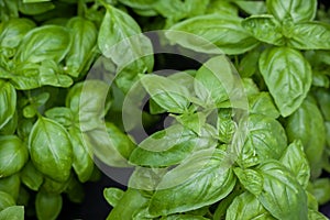 Full Frame Close-up Of Fresh Large Leaf Organic Italian Basil