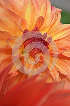 Close-up of an Orange Dahlia Flower