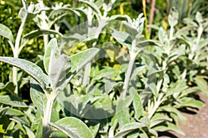 Full frame close-up Stachys byzantina lambâ€™s ears or woolly h